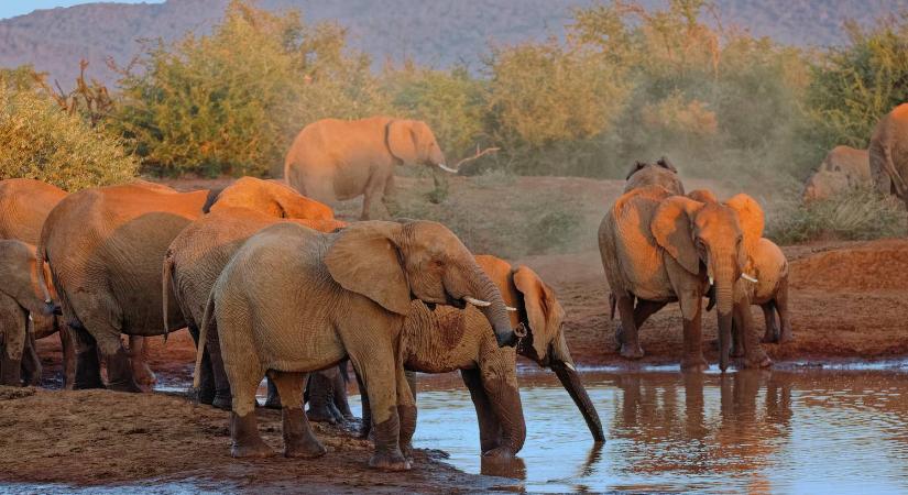 Elefántcsorda taposott halálra egy turistát Dél-Afrikában