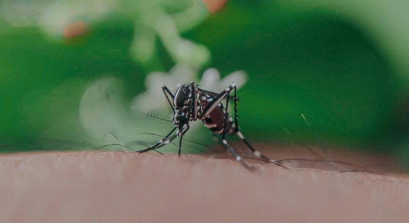 Ezért csípik a szúnyogok, így úszhatja meg a támadásukat