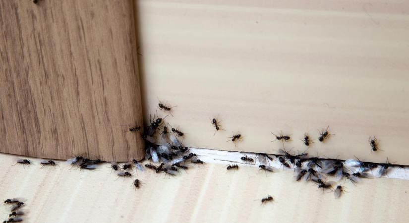 Te is küzdesz a hangyákkal? Íme a filléres megoldás, ami azonnal elűzi őket