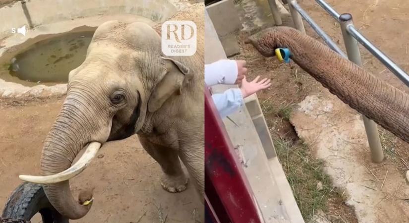 Videón, ahogy az elefánt visszaadja egy kisfiúnak a cipőjét