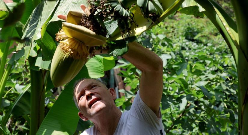 Érik a banán a miskolci Népkertben (fotókkal, videóval)