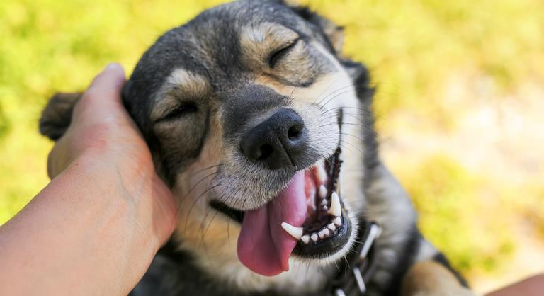 Új kutatások eredtek a kutyák nevetésének nyomába