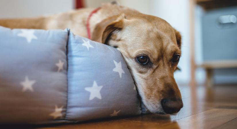 5 korai figyelmeztető jel, ami elárulhatja, ha rákbeteg egy kutya