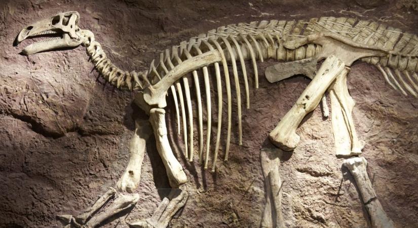 Hatalmas dinoszaurusz csontvázára bukkantak