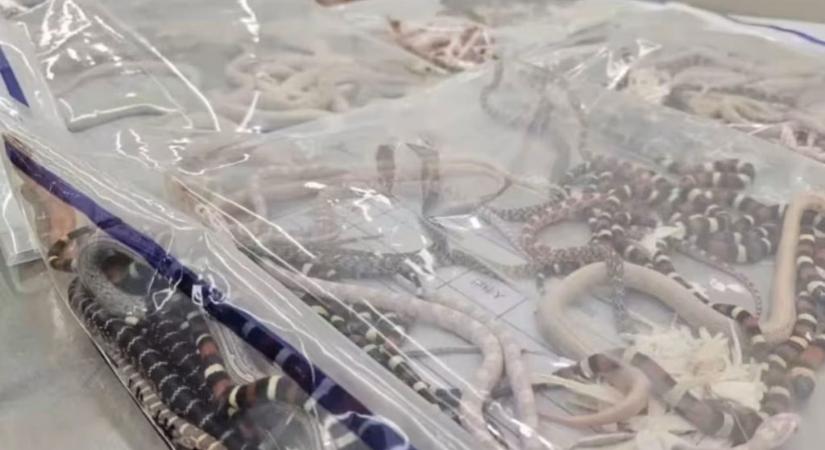 Száz élő kígyót akart Kínába csempészni a nadrágjában egy férfi