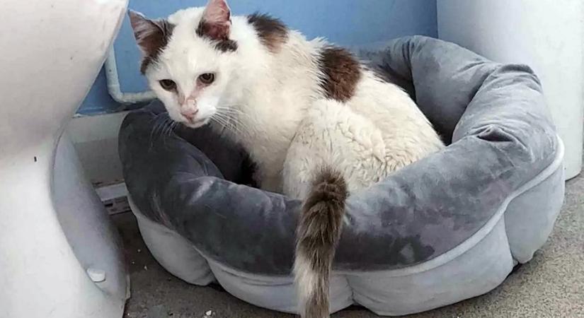Csodás előkerülés: 12 évig az utcán kóborolt az elveszett cica