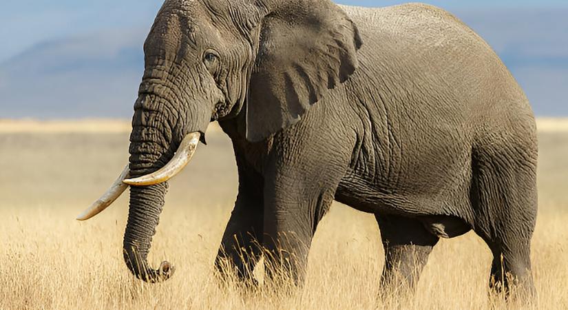 Gyilkolt az elefánt, eltaposta a turistát