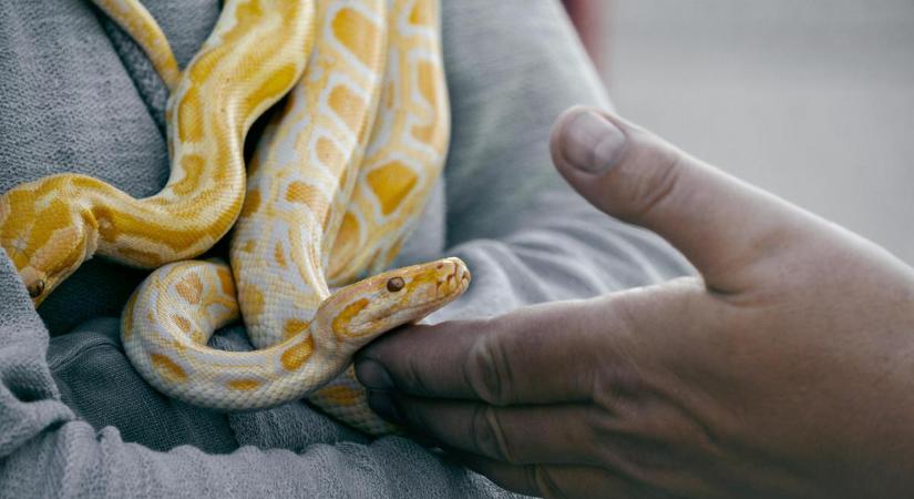 Hogy mi? Több mint 100 élő kígyót próbált Kínába csempészni egy férfi a nadrágjába gyömöszölve – fotó