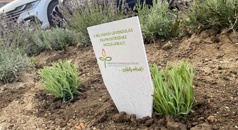 A Szombathelyi Távhő segítségével új növények kerültek a Belvárosi Levendulásba