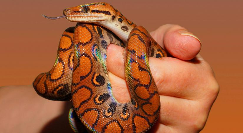 Száz kígyóval a nadrágjában kaptak el egy férfit Kínában