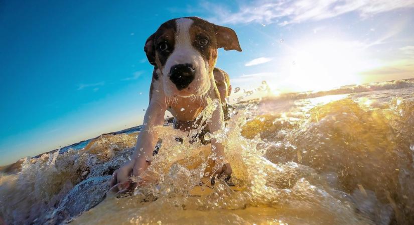 10 hasznos tanács: így vigyázz a kutyádra nyáron (is)!