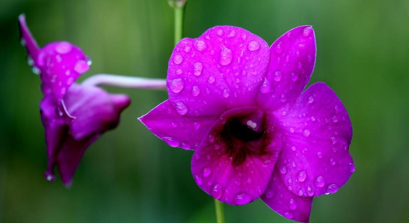 Amióta ezt szóróm a tövére, ontja a virágokat az orchideám