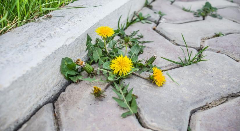 Gyomirtás vegyszerek nélkül – próbáld ki ezeket a módszereket, megdöbbensz az eredményen!