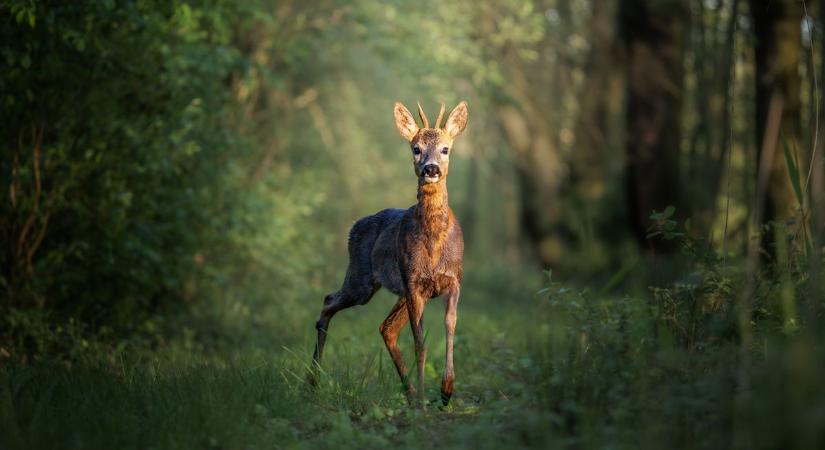 Dél-Hevesben, a Mátrában, a Bél-kőn is tervez beruházásokat a nemzeti park