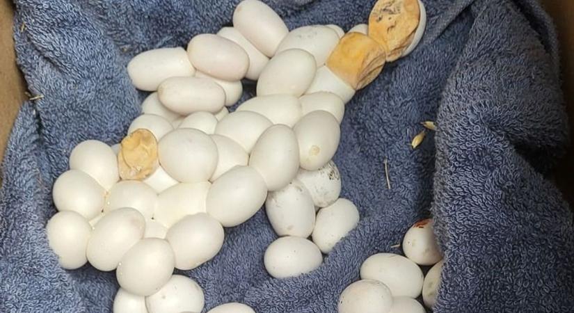 Titokzatos tojásokat találtak a nyéki hulladékátvevőben