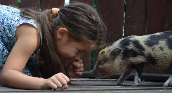 A kutyát stresszeli, ha sírni lát egy embert, bezzeg a törpemalac nem izgulja túl a dolgot