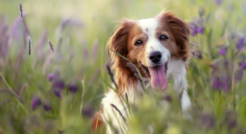 7 gyakori tünet, ami allergiát jelezhet a kutyáknál