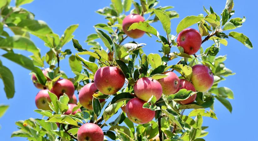 Hullik az alma, sok az almamollyal fertőzött termés – Kertészeti növényvédelmi előrejelzés
