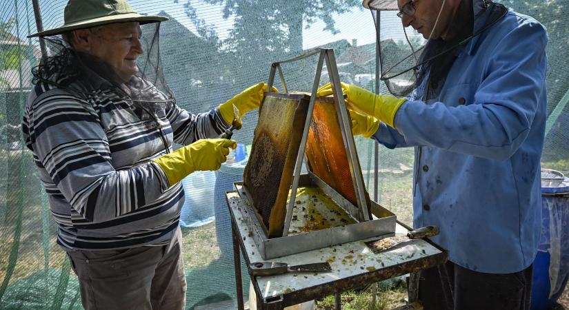Folyik a napraforgóméz a nádudvari méhészetben