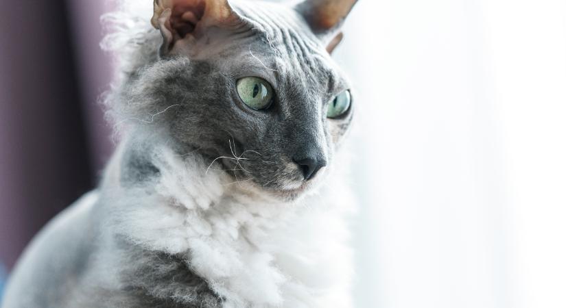A 7 orosz macskafajta: a macskavilág MacGyverei