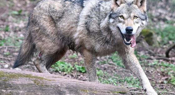 Tirolban rendszeresen engedik, hogy farkasokat lőjenek ki, de ez jogtalan az EU bírósága szerint