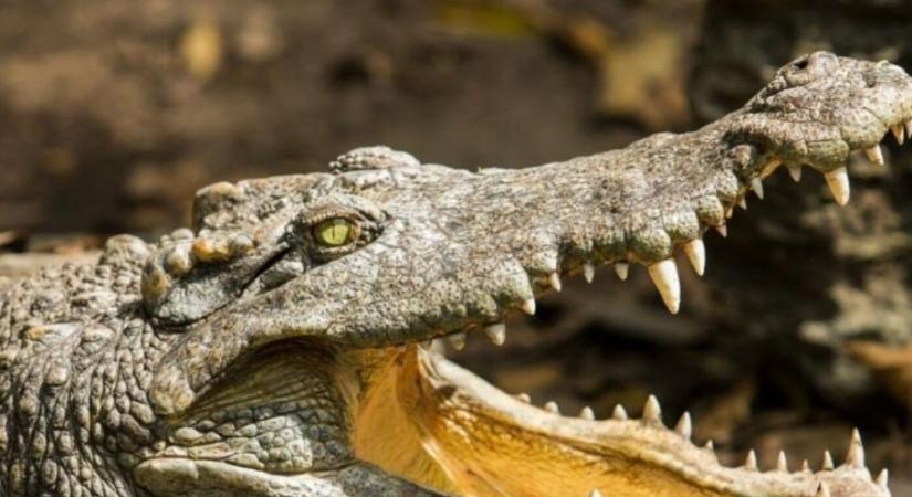 Krokodil végzett egy 12 éves kislánnyal