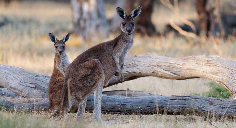 Több mint 80 kengurut öltek meg ismeretlen elkövetők Ausztráliában