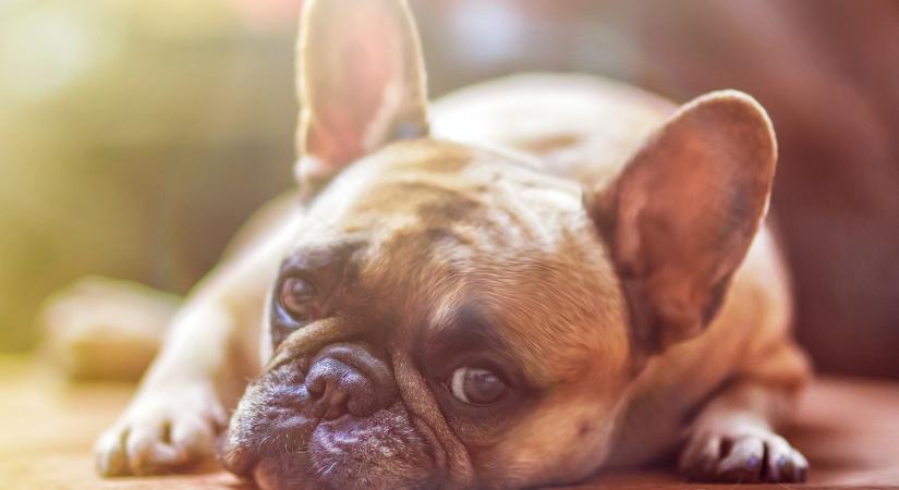 A kutyákra is fokozottan veszélyes a hőség: így hűtse kedvencét, ha hőgutát kapott