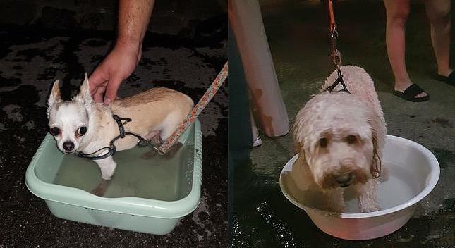 Kutyákat mentettek a forró autóból a rendőrök Angyalfölldön
