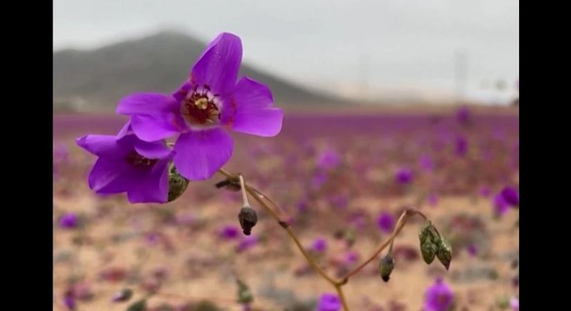 Természeti csoda: virágba borult a Föld legszárazabb sivatag