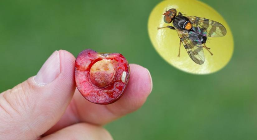 Nemet mondtak az óvónők a kukacokra