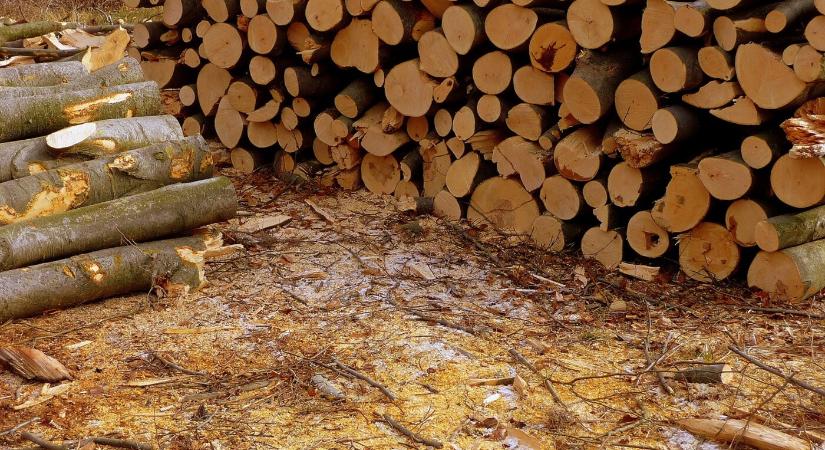 A PS aggódik a nemzeti parkokban folyó fakitermelés miatt