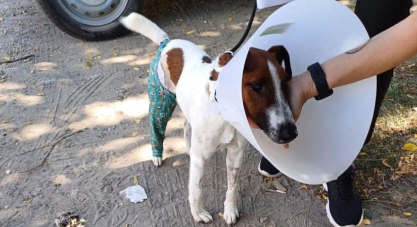 Bántalmazott kutya gyógyulására gyűjtenek, Bogyó új otthont is keres