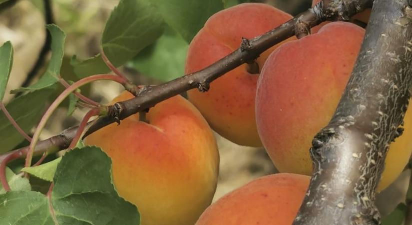 Nyári (zöld) metszés tanfolyam a MATE gyümölcsöskertjeiben