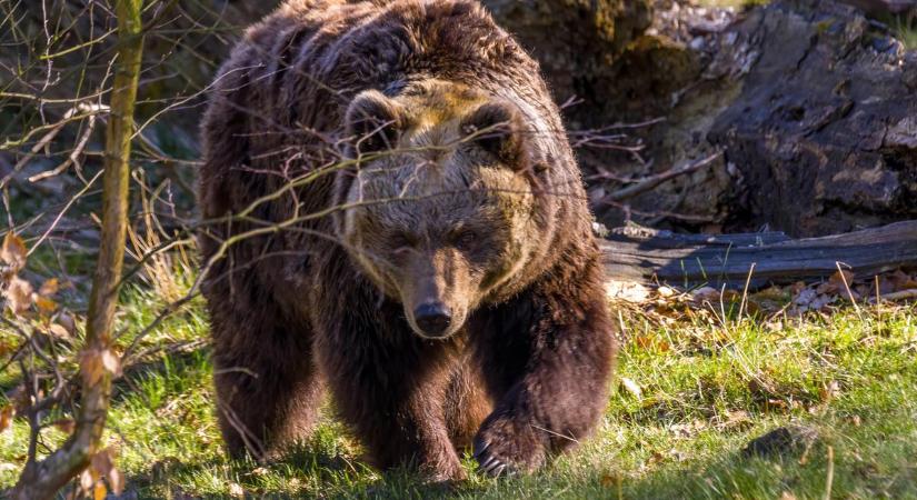 Bekeményítenének a románok: engedélyeznék az agresszív medvék kilövését, de van egy kis gond a tervvel