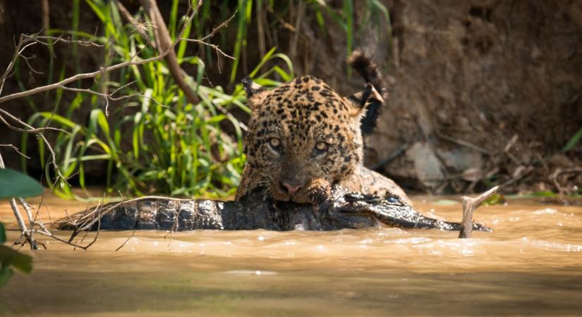 A legádázabb vadászok: ezért tekintik prédának a jaguárok a kajmánokat (videó)