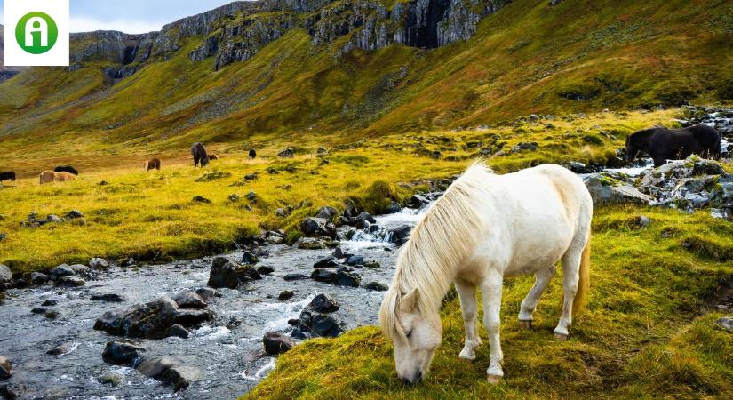 101 érdekes tény Izlandról agrár szemmel