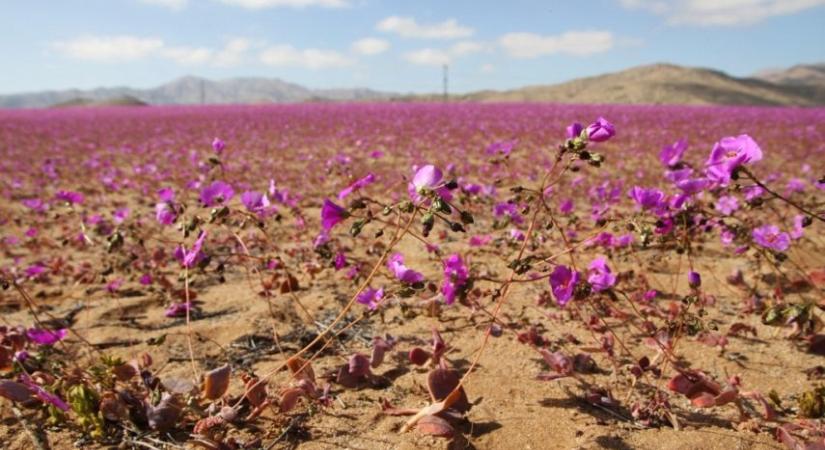 Virágba borult az Atacama-sivatag, a világ legszárazabb helye