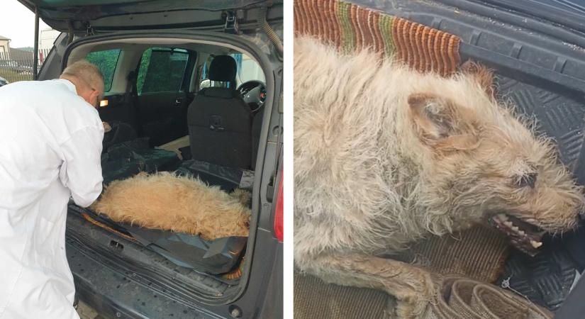 Hőgutát kapott egy kóbor kutya Ózdon – az utolsó pillanatban érkezett a segítség