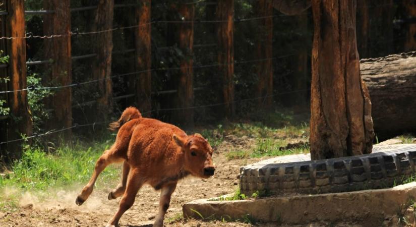 Kisbölény született a Pécsi Állatkertben, a látogatók segítségét kérték a névadásban