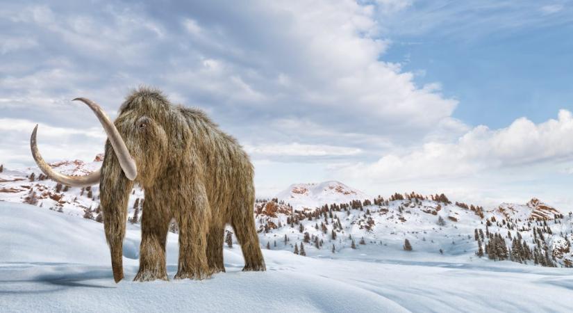 52 ezer éves mamutbőrt vizsgáltak meg