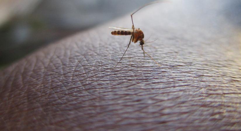 10 természetes szúnyogriasztó