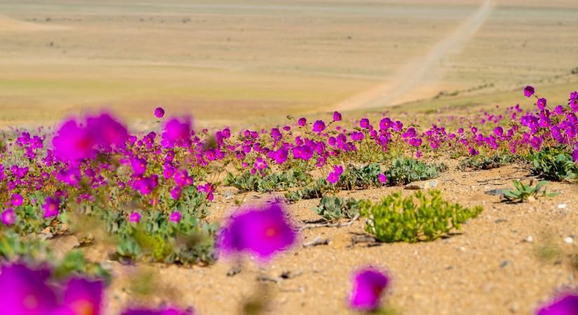 Virágba borult az Atacama-sivatag egy része a szokatlan esők miatt