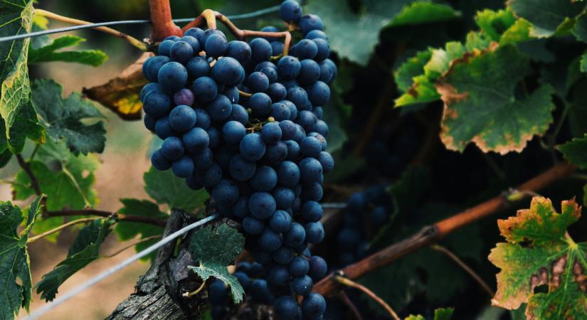 Az ezerarcú „casus bibendi” – alkalom szülte borfogyasztás az európai történelemben
