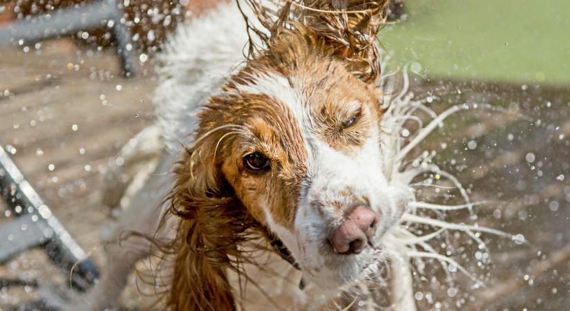 Így védd meg kutyádat a hőségben