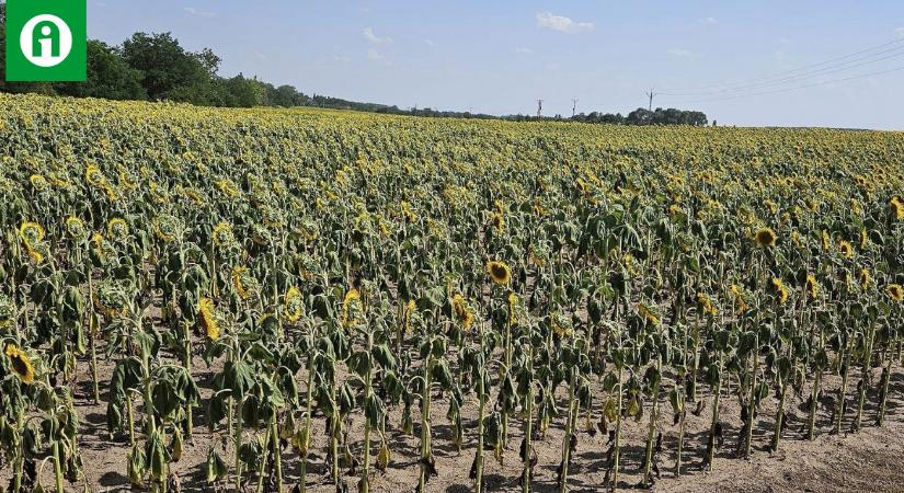 Szárad a napraforgó, ég a kukorica – és nemcsak az Alföldön