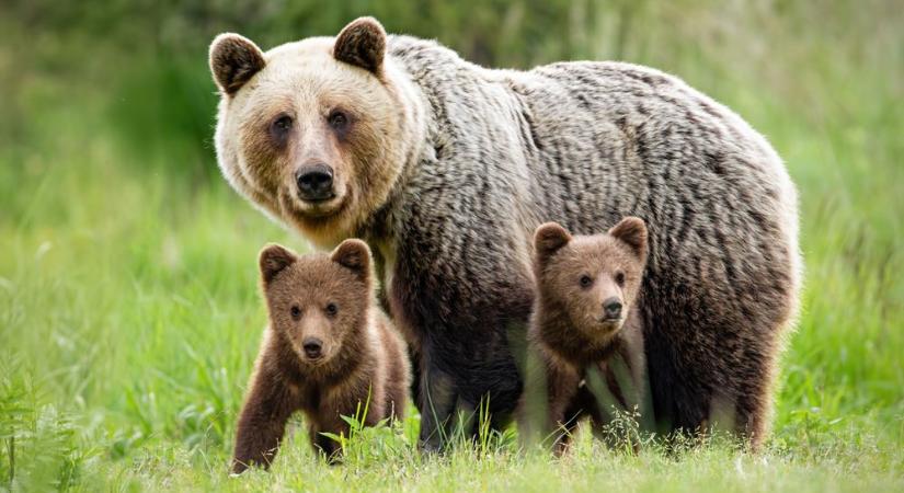 Rendkívüli állapot Szlovákiában: megölik a medvéket