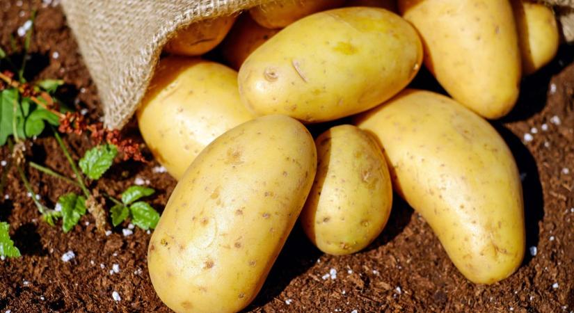 Zöld a krumpli? Súlyosan veszélyezteti az egészséged, azonnal dobd ki!