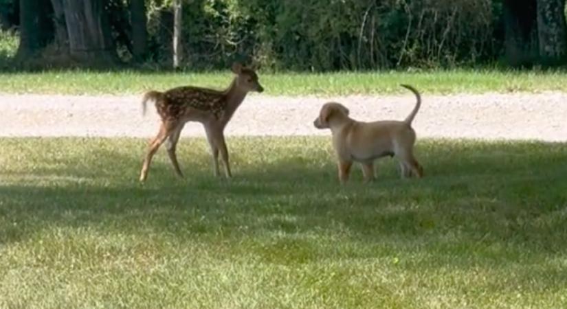 Fiatal szarvassal találkozott a kölyök golden retriever a parkban: a gazdi videója a net mai slágere - Videó