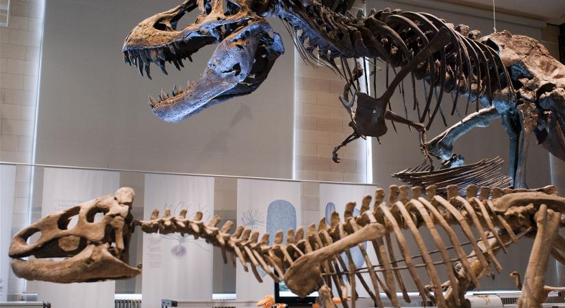 Élő dinoszaurusz futott át a kamera előtt, semmilyen magyarázat nincs arra, hogyan lehetett ott a több ezer éve kihalt faj egyik példánya